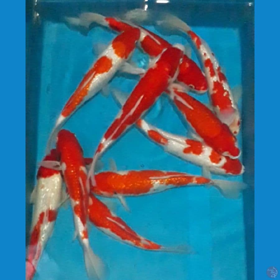 Mix Ginrin 10 ekor 28-32 cm
