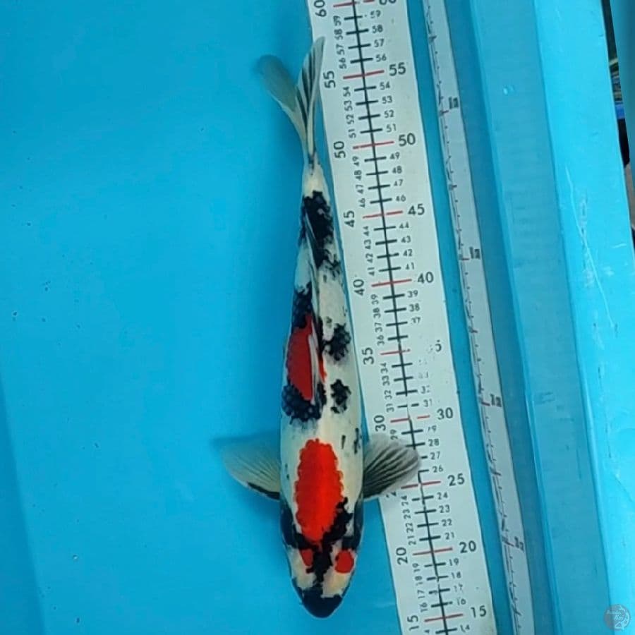 kindai showa 39cm/m