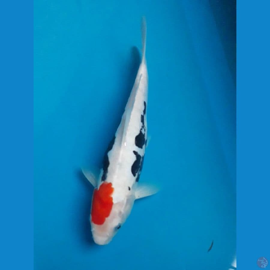 BeniKumon 32 cm