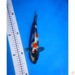 showa gindrin original 25cm