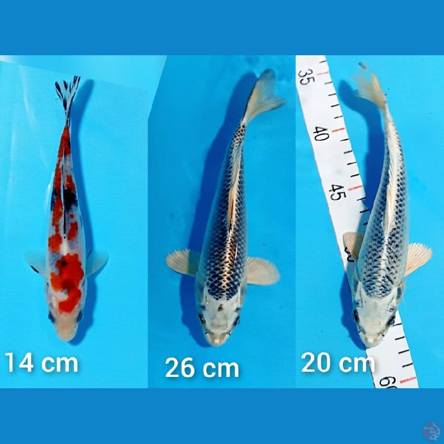 mik. koi 3 ekor 14-26-20 cm