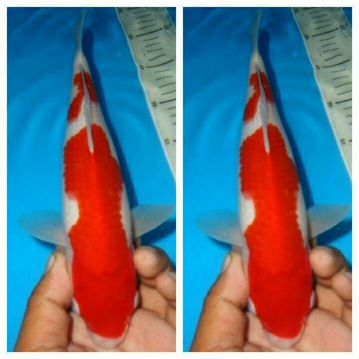 Kohaku f1 male