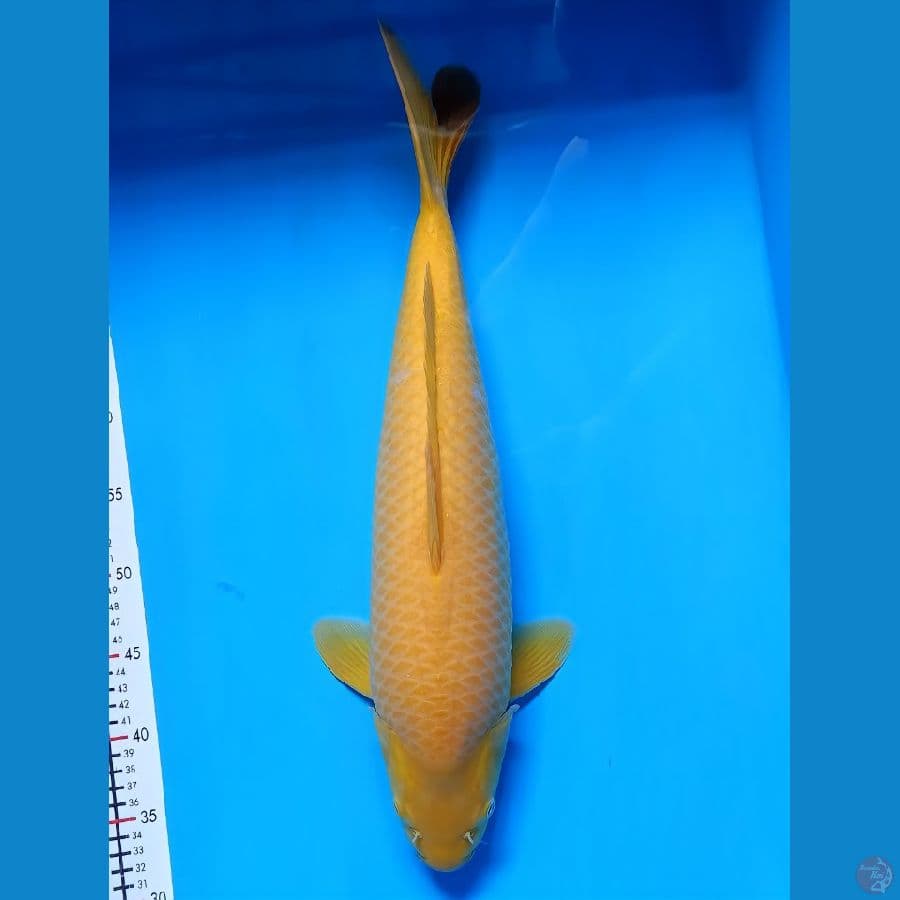 karasi jumbo 50cm male