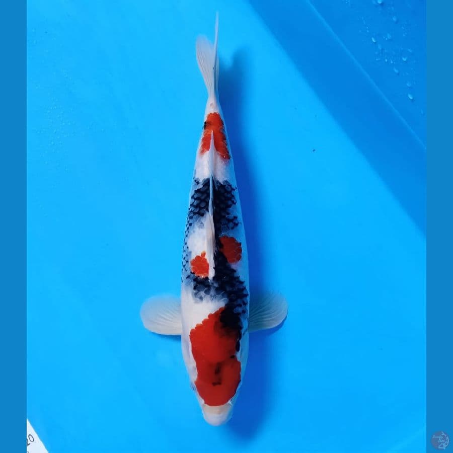 showa 37 male