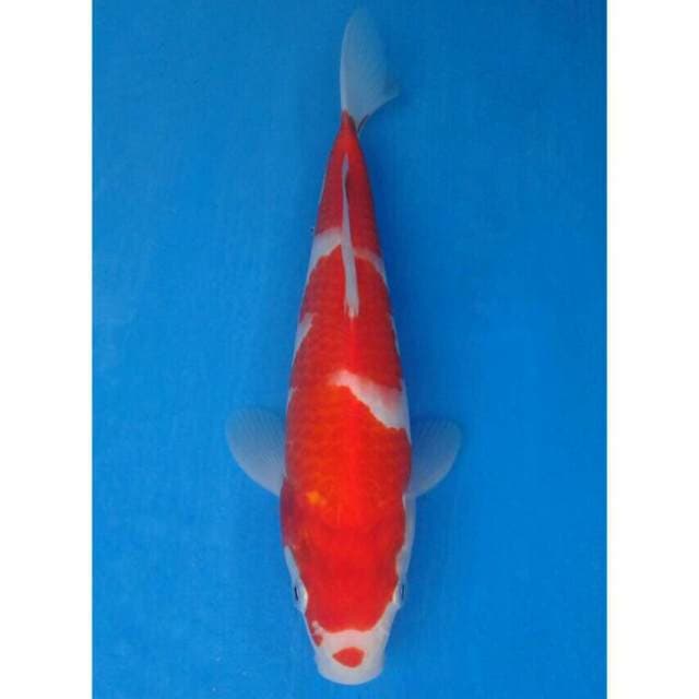 Okawa Kohaku ... 01