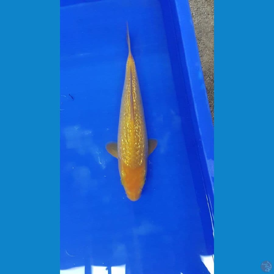 caramel ginrin 27cm male