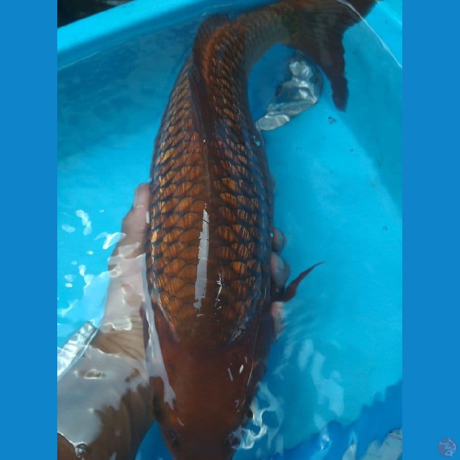 chagoi ginrin munuk 40cm