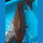 chagoi ginrin munuk 40cm 