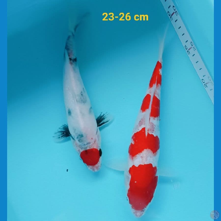 mixs koi 23-26 cm