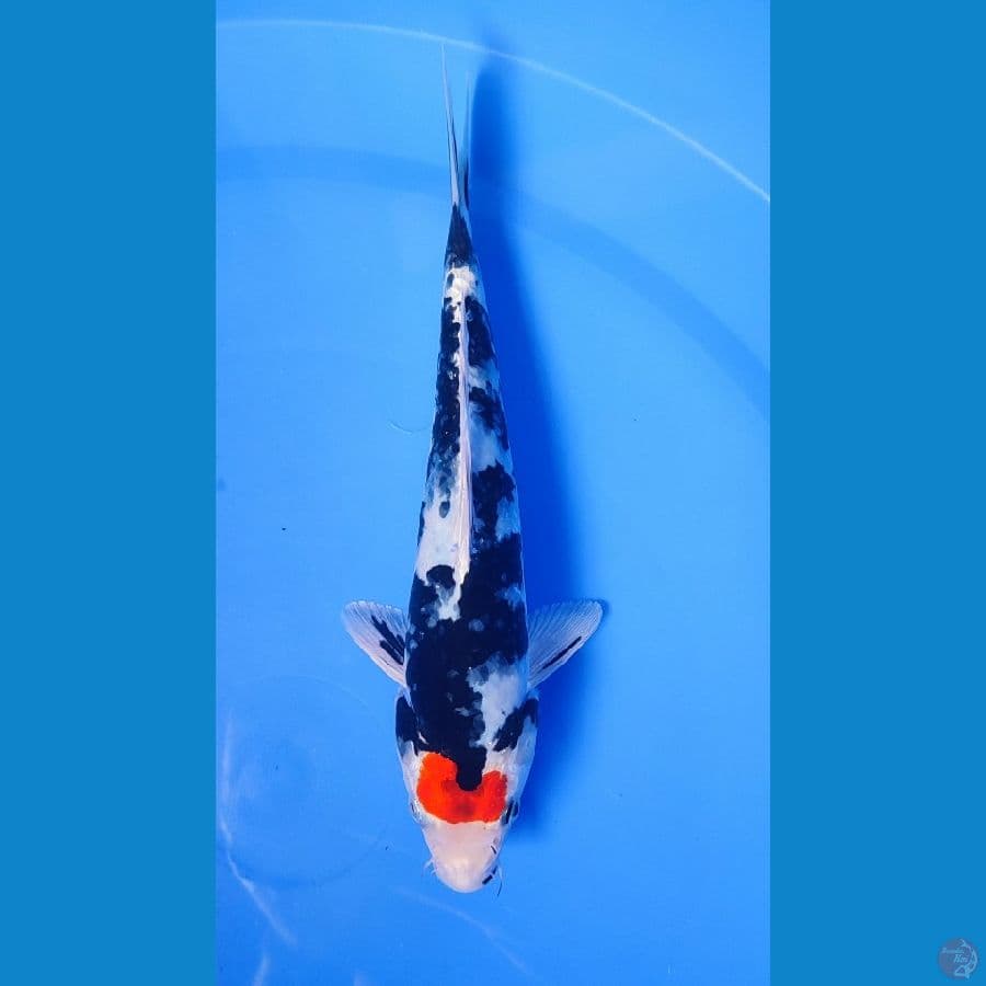 tancho showa hikari size 22cm