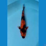 HI UTSURI HQ MALE 31CM
