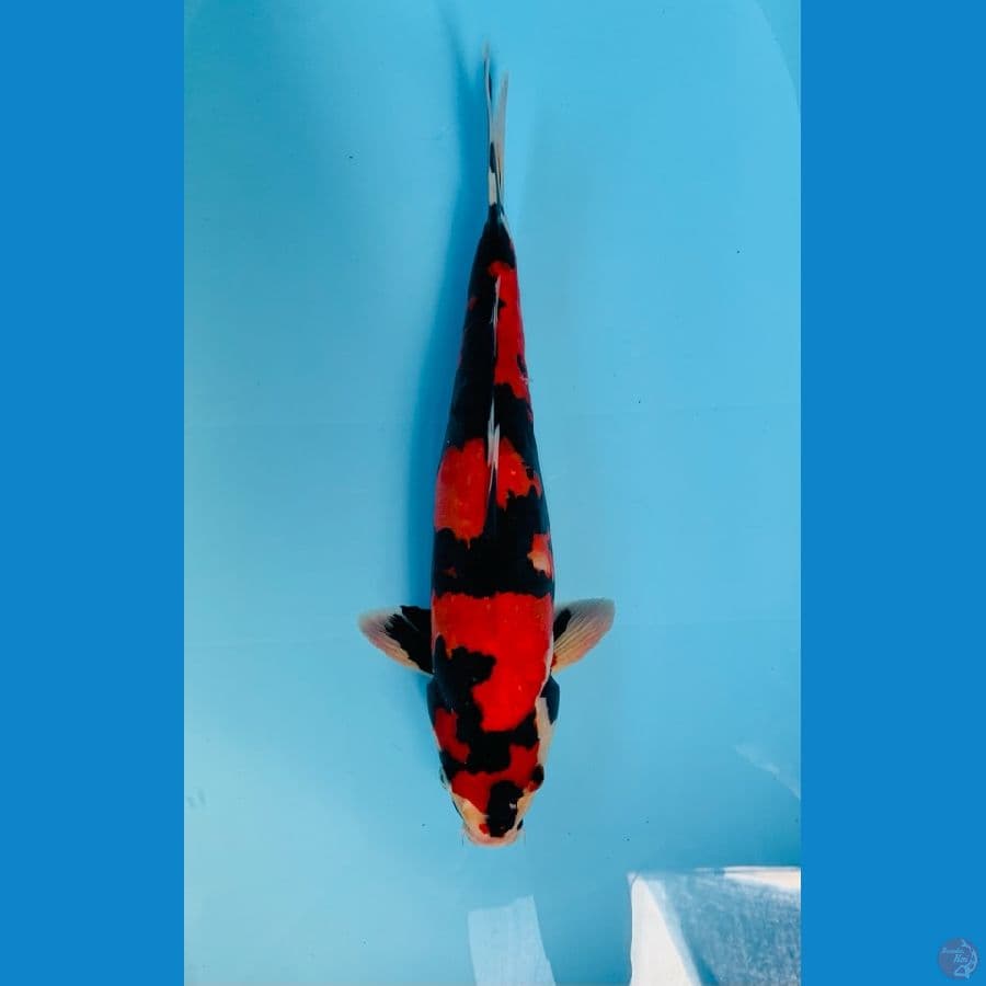 DOITSU SHOWA MALE 38CM