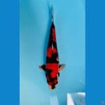 DOITSU SHOWA MALE 38CM 