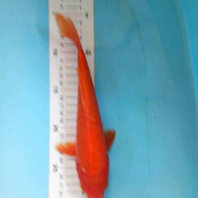 Akajiro 24 cm