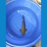 HIJAU GINRIN 47 CM JUMBO
