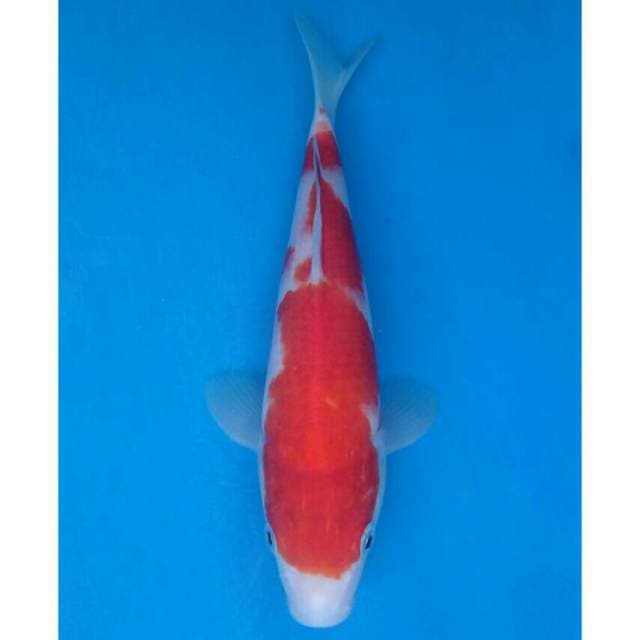 Okawa Kohaku ... 04