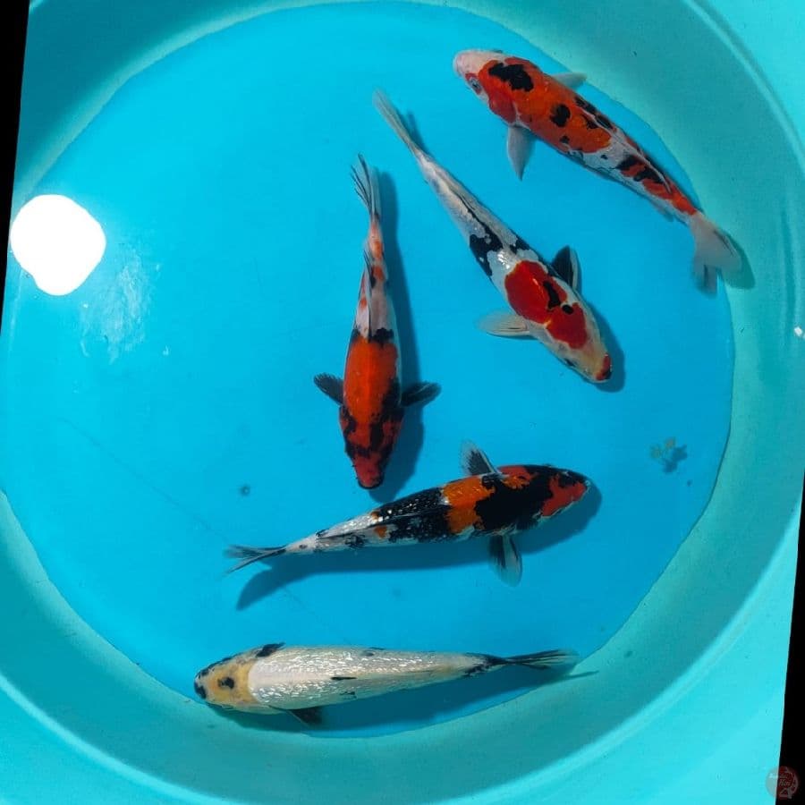 Paket MIX 22,23,25 CM