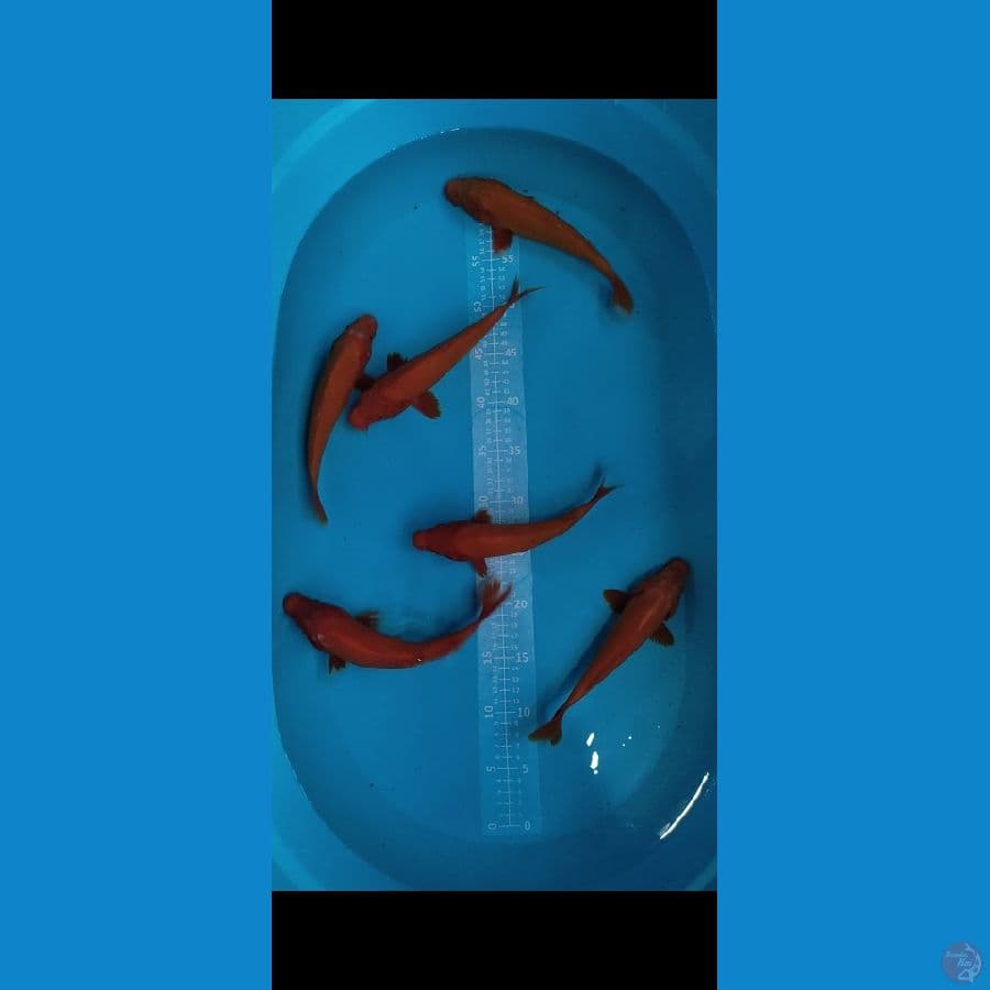 Benigoi 7 ekor 22-25cm