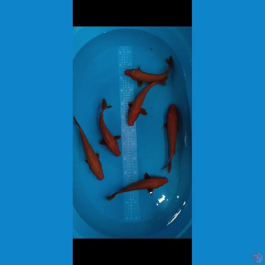 Benigoi 7 ekor 22-25cm