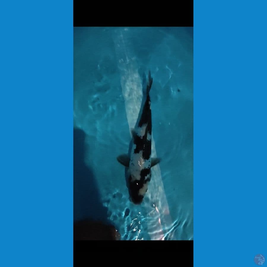 DOITSU Shiro 31cm