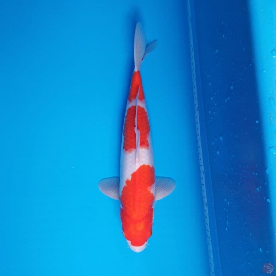 khohaku 35cm