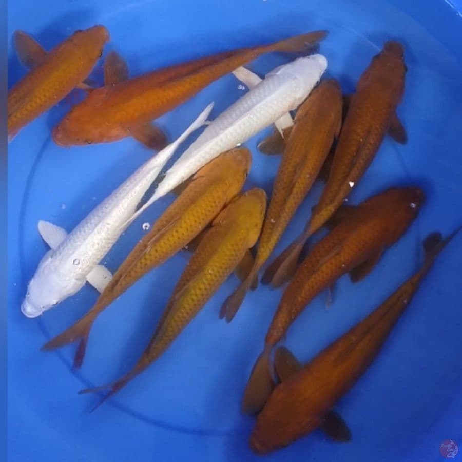 27-31cm 10ekor