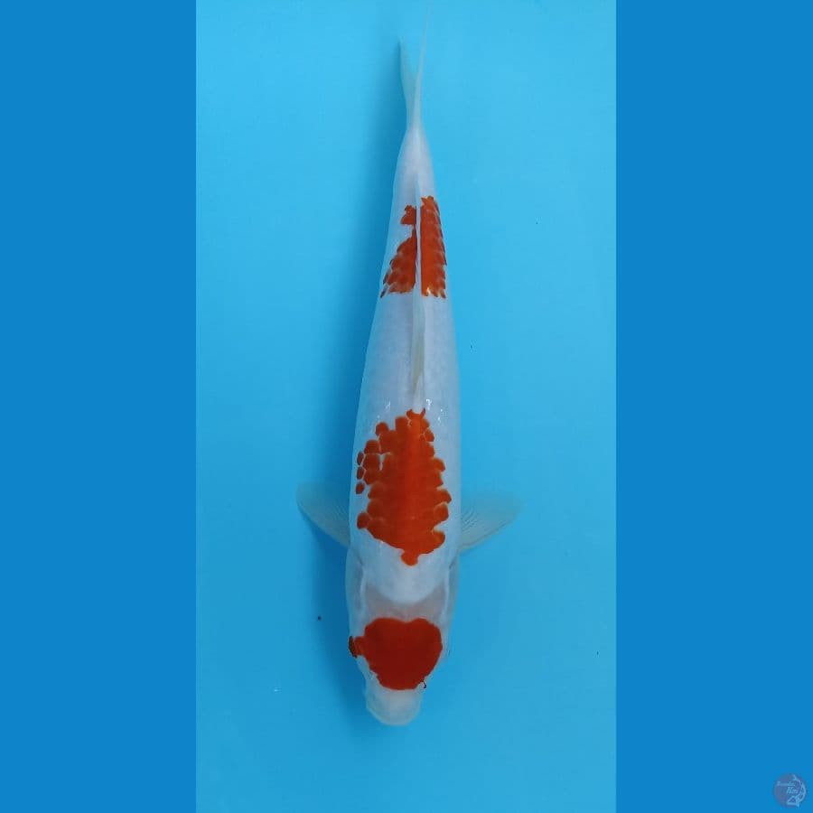 kohaku kanoko 32cm