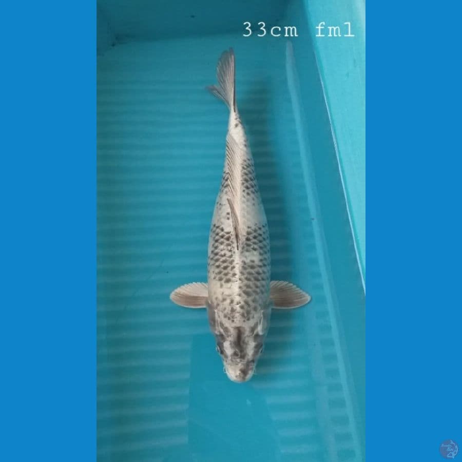 Shiro 33cm/fml