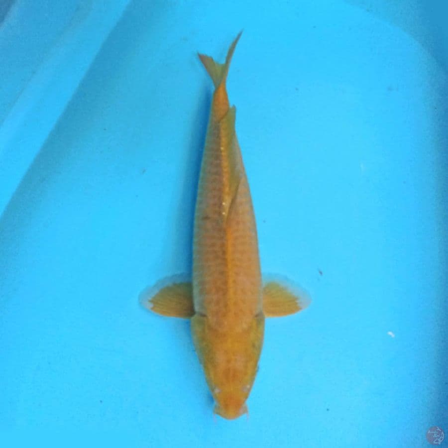 Karashi lemon 38cm
