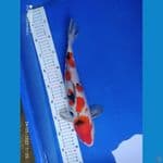 sanke 35 cm mele