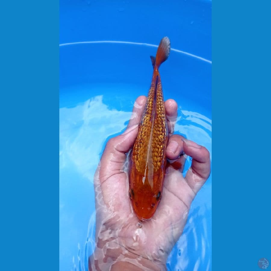tembaga ginrin 20cm
