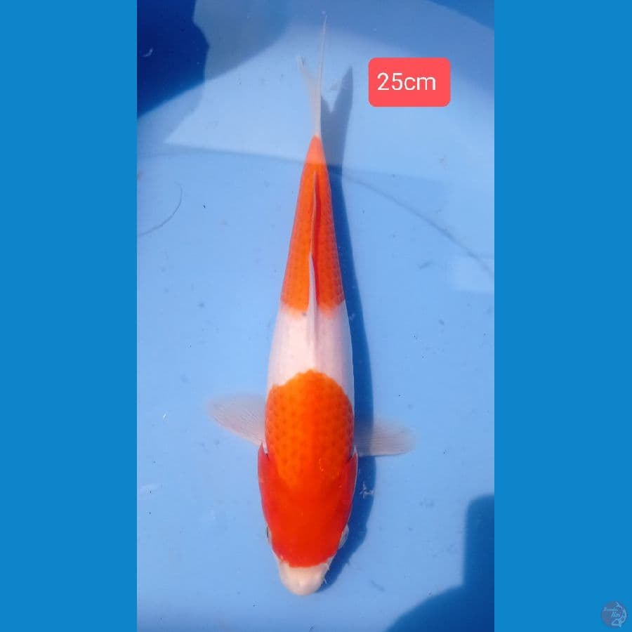 nindan kohaku 25cm