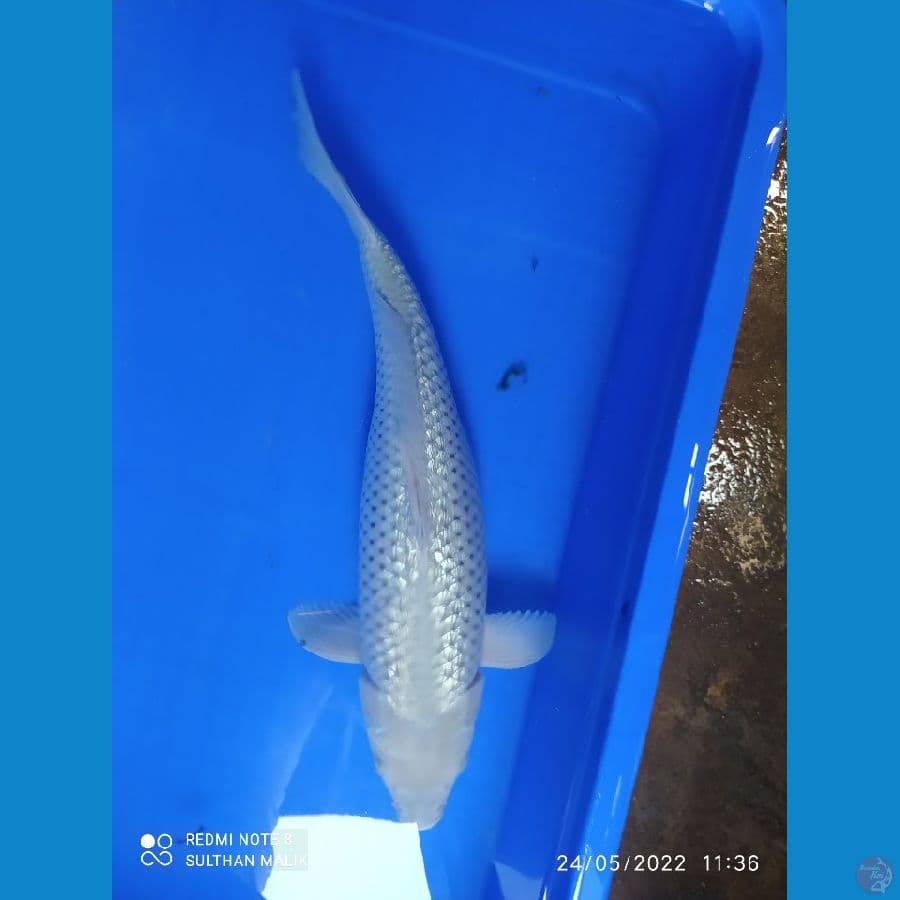 soragoi ginrin 39 cm