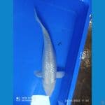 soragoi ginrin 39 cm