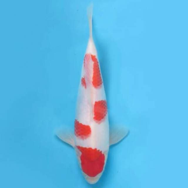 29cm Female Tosai - Ori Kohaku Good Patern 