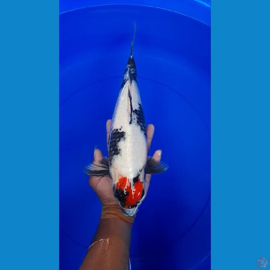 Tancho Showa 35cm