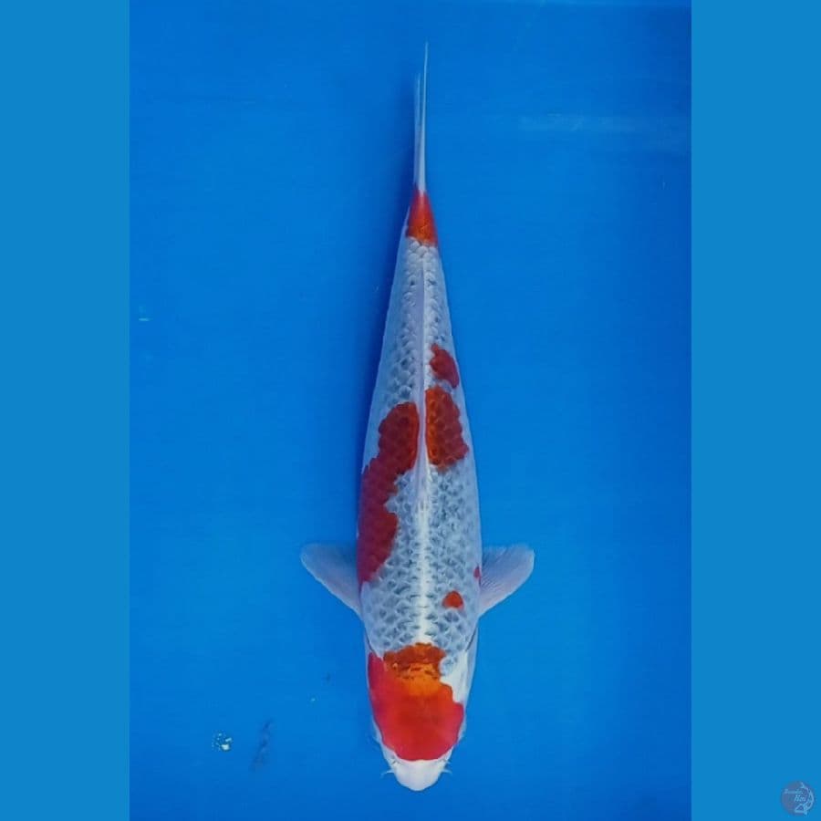 gosiki 36 cm male
