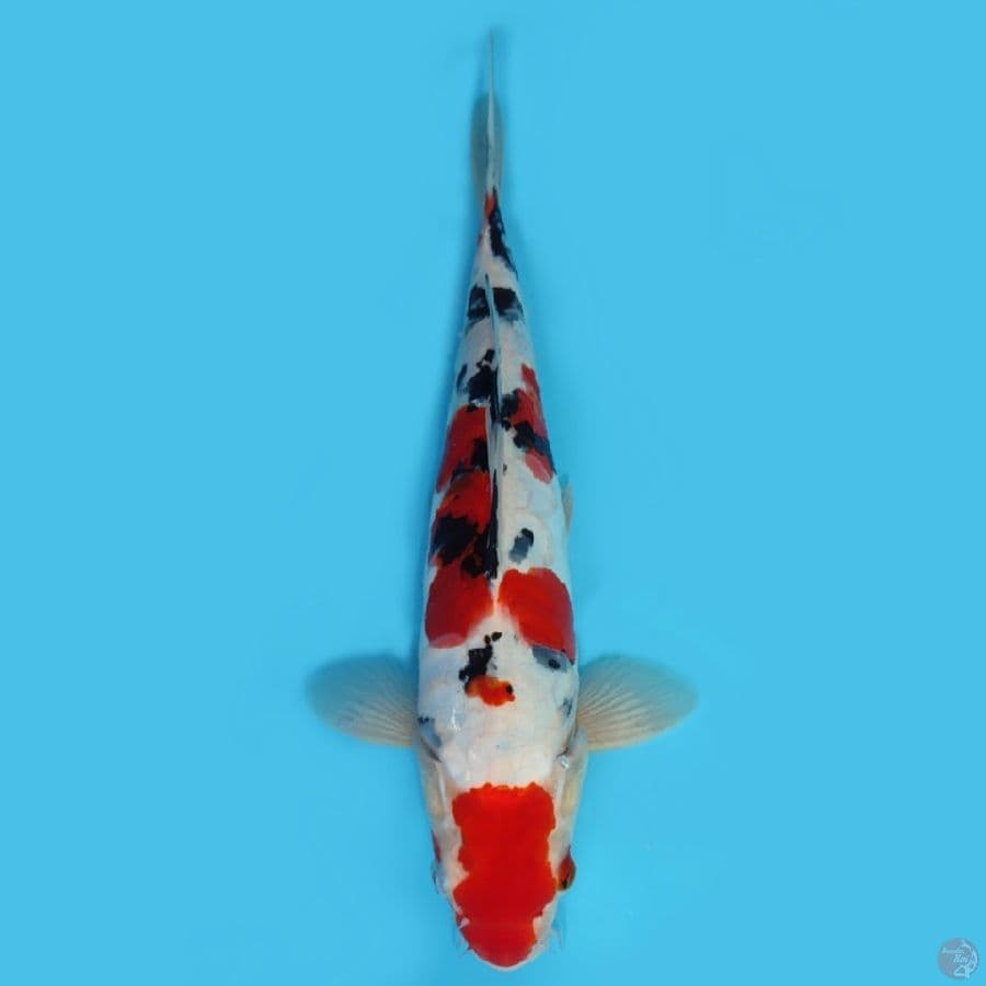 doitsu sanke 29 cm