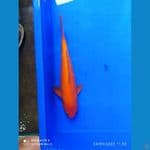 red karasi 30 cm