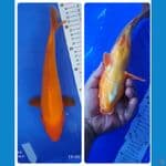 benigoi  29 cm tembus