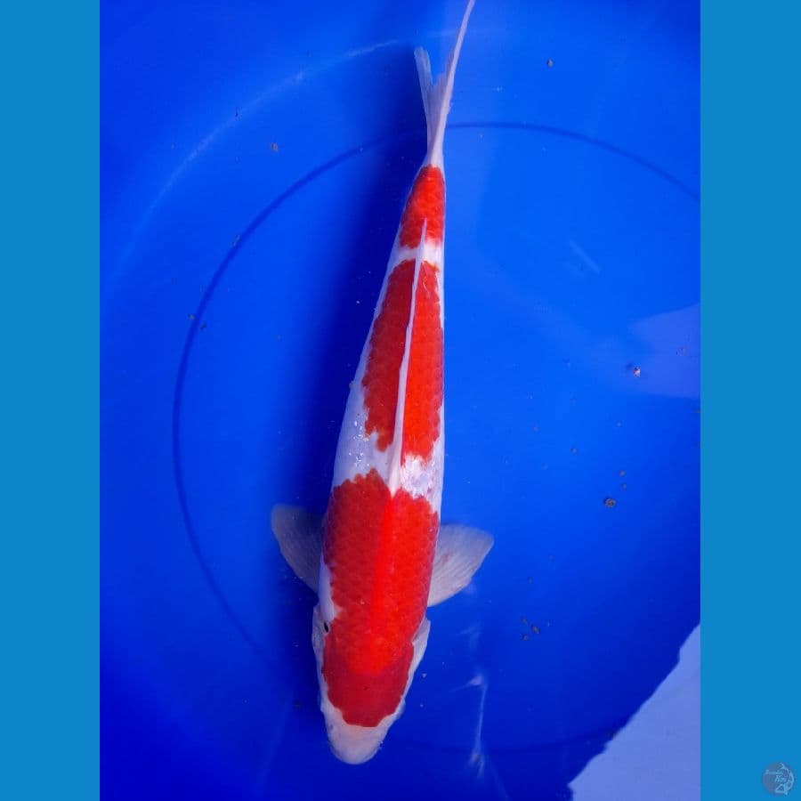 MALE 42CM