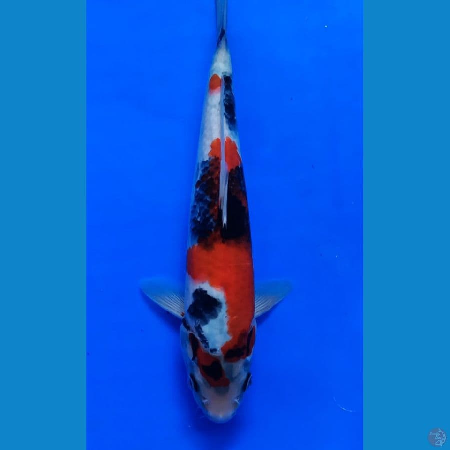 SHOWA 27 / MALE