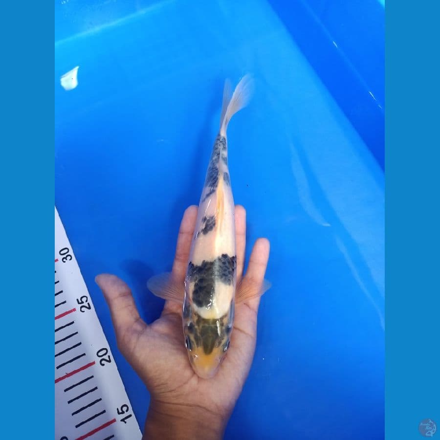 SHIRO TATEGOI 28cm / MALE
