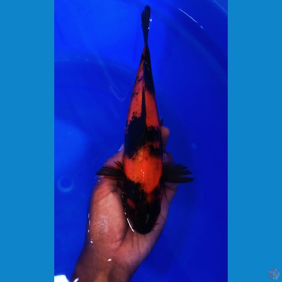 UTSURI 27CM / MALE