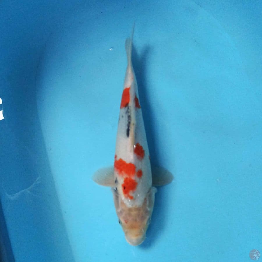 KINDAI SHOWA 32 cm