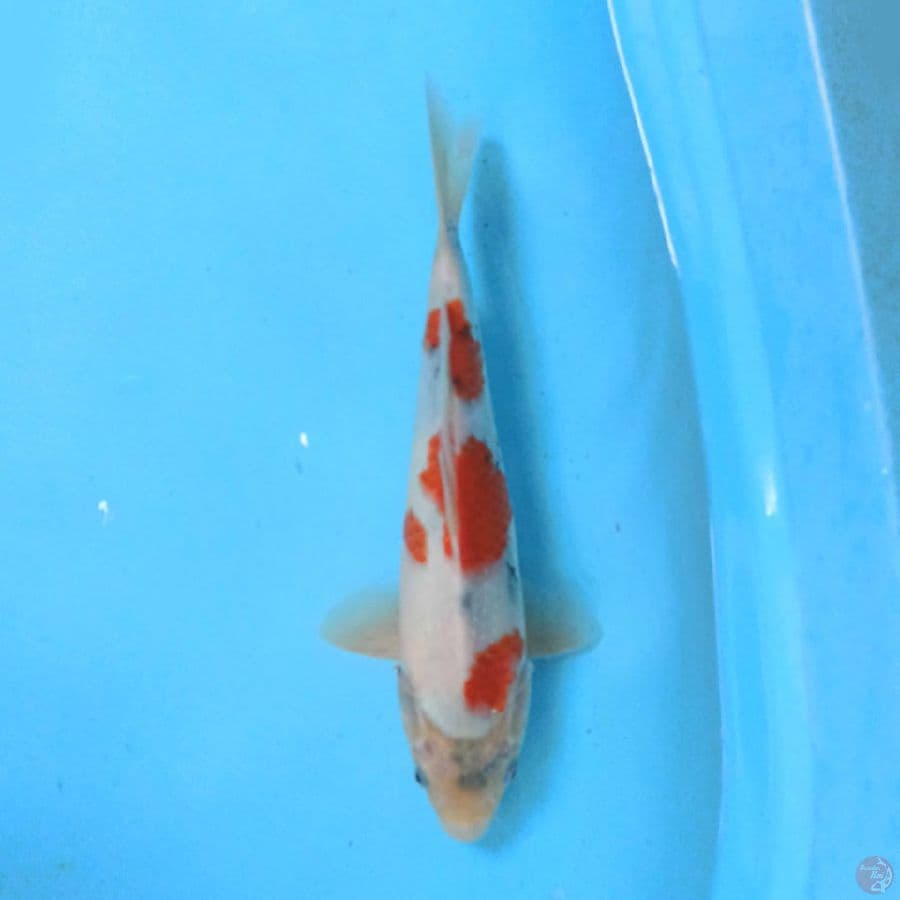 TATEGOI SHOWA 30 cm