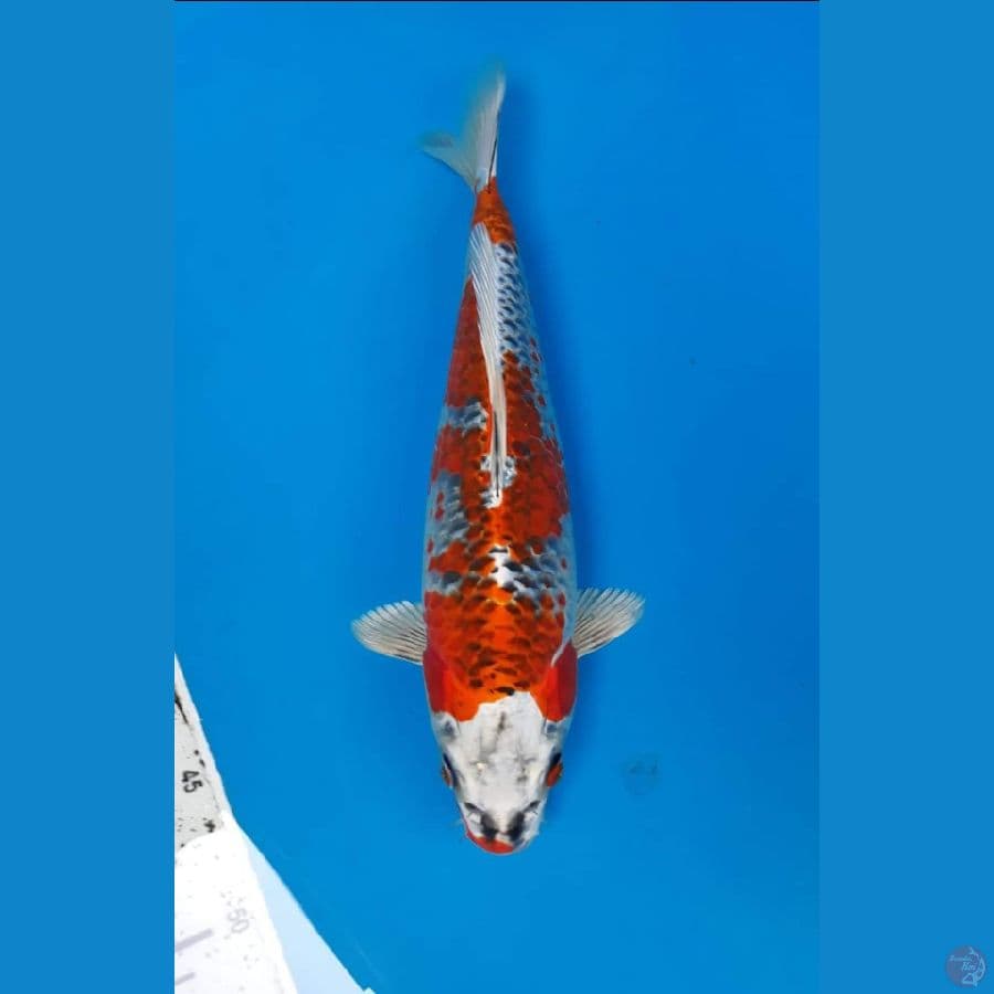 kujaku merah 32 cm