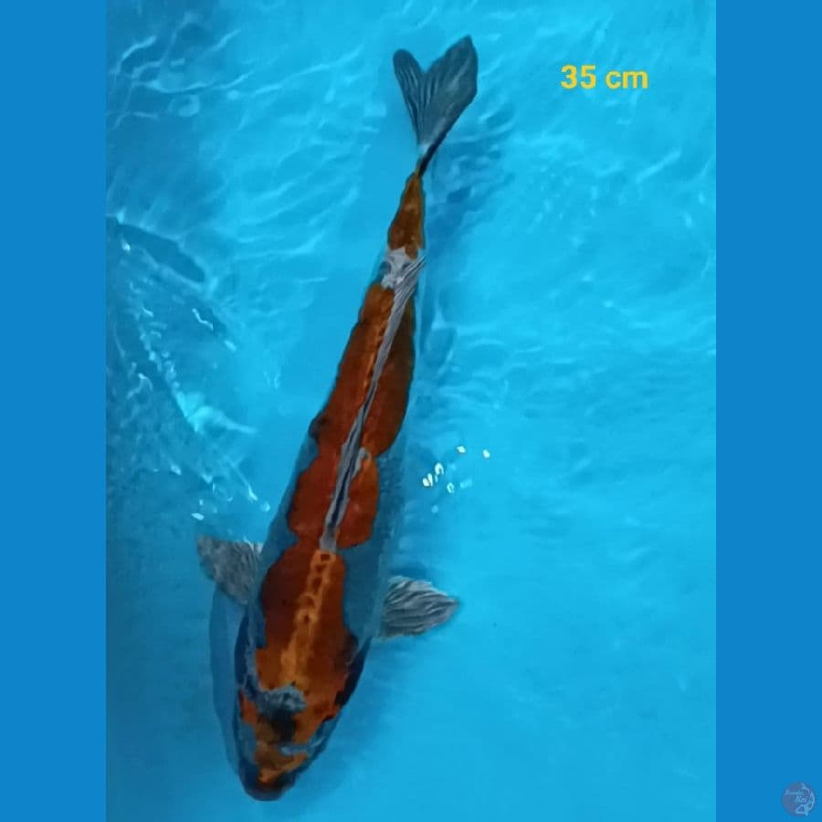 calon ibu 35 cm