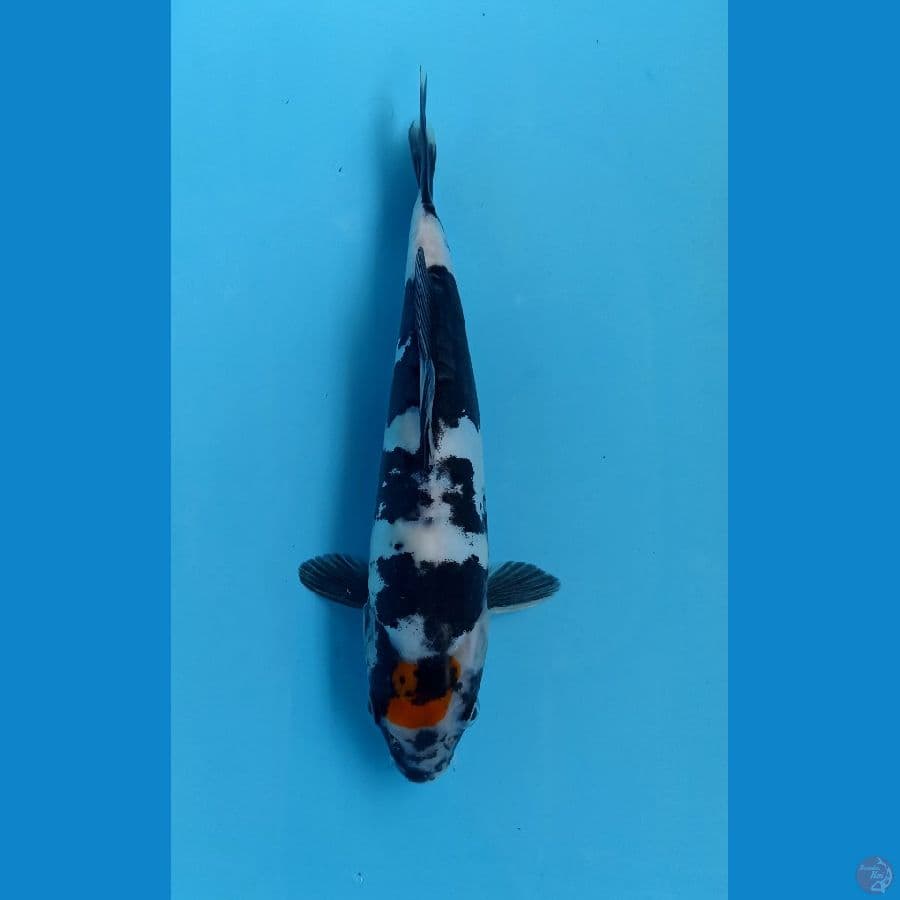 tancho showa doit 21cm