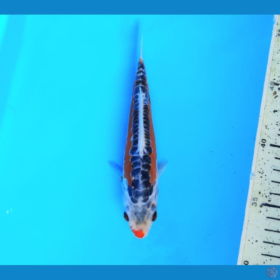 Shusui 17cm
